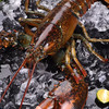 【野生海产】加拿大进口波士顿龙虾650±50g 大西洋海域 商品缩略图3