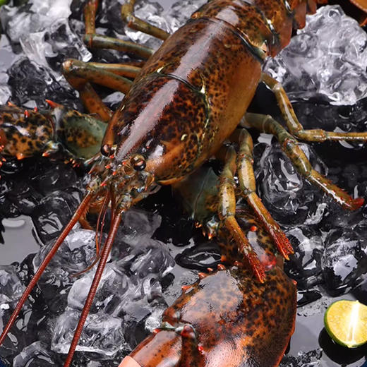 【野生海产】加拿大进口波士顿龙虾650±50g 大西洋海域 商品图3