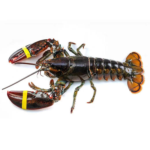 【野生海产】加拿大进口波士顿龙虾650±50g 大西洋海域 商品图5