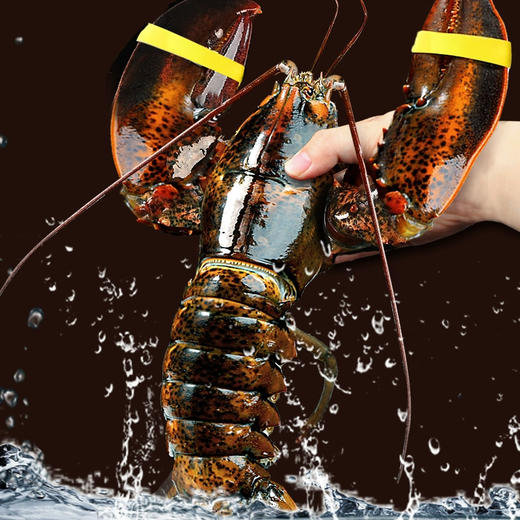 【野生海产】加拿大进口波士顿龙虾650±50g 大西洋海域 商品图2