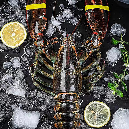 【野生海产】加拿大进口波士顿龙虾650±50g 大西洋海域 商品图1