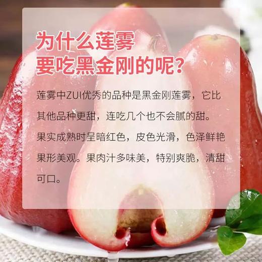 【海南热带水果】海南黑金刚莲雾 大果3-5斤 京东空运 商品图2