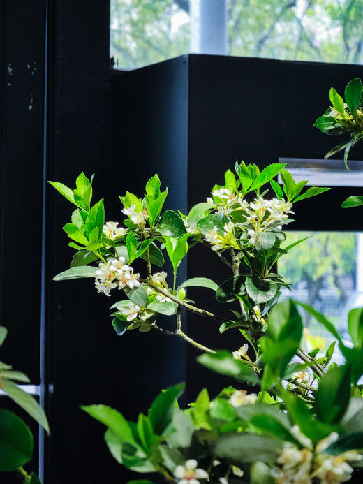 造型海岛春花 商品图2