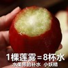 【海南热带水果】海南黑金刚莲雾 大果3-5斤 京东空运 商品缩略图4