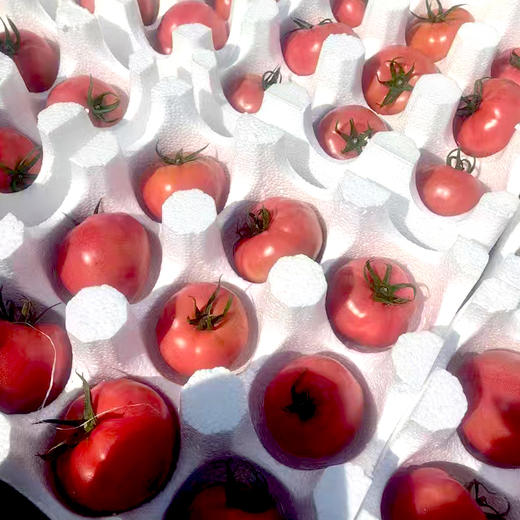 陕西普罗旺斯西红柿8斤 商品图4