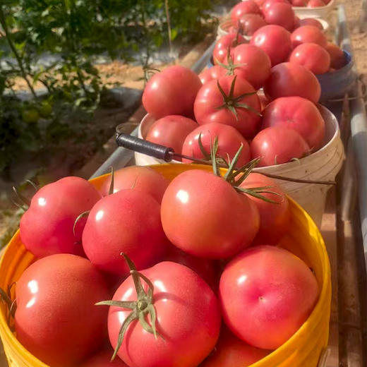 陕西普罗旺斯西红柿8斤 商品图2