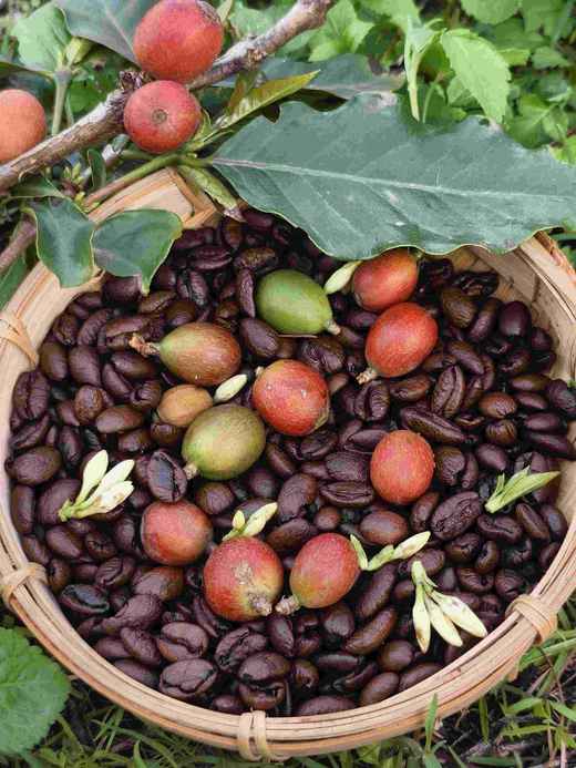 海南咖啡豆200克 商品图5