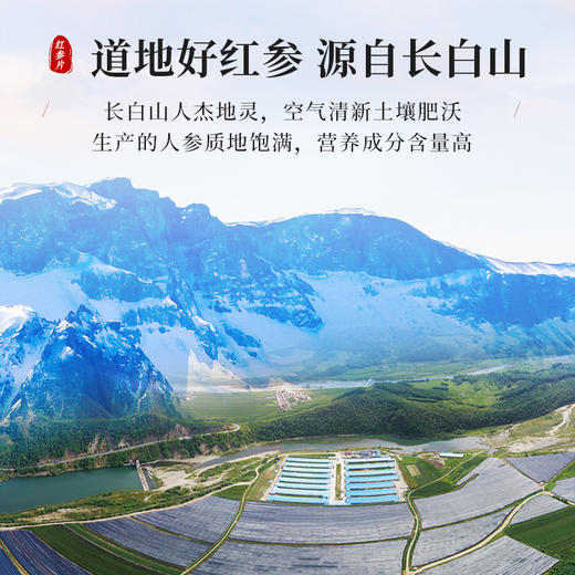 康美新开河红参片100g/盒 足龄参斜切大片高皂苷泡水泡茶煲汤送礼 商品图6