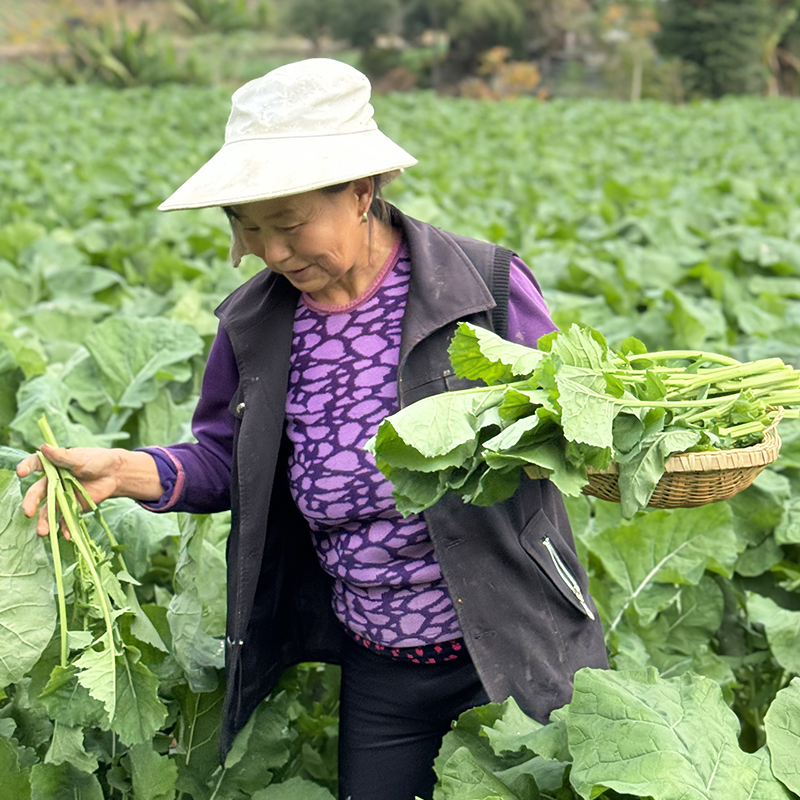 农家 恩施富硒菜台 硒滋圆2号