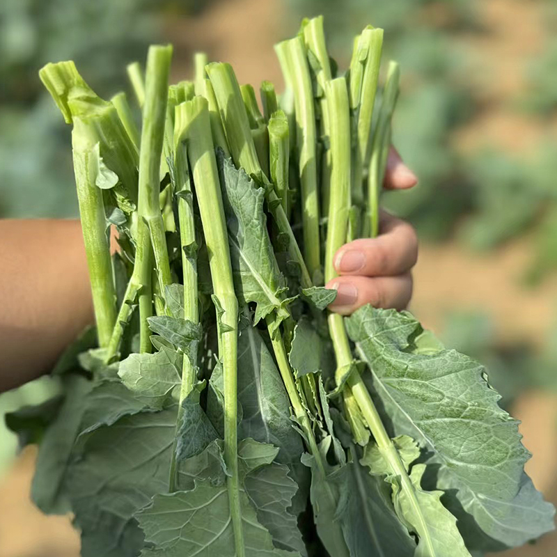 农家 恩施富硒菜台 硒滋圆2号