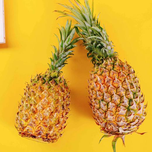 菠萝 商品图1