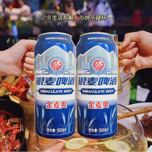【2罐分享装】青岛啤酒 银麦啤酒金麦爽8度麦汁浓度 500ml罐 青岛不倒我不倒 商品图0