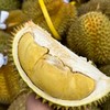 泰国甲仑榴莲纯A果 五~六房肉 商品缩略图13