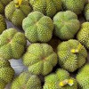 泰国甲仑榴莲纯A果 五~六房肉 商品缩略图7