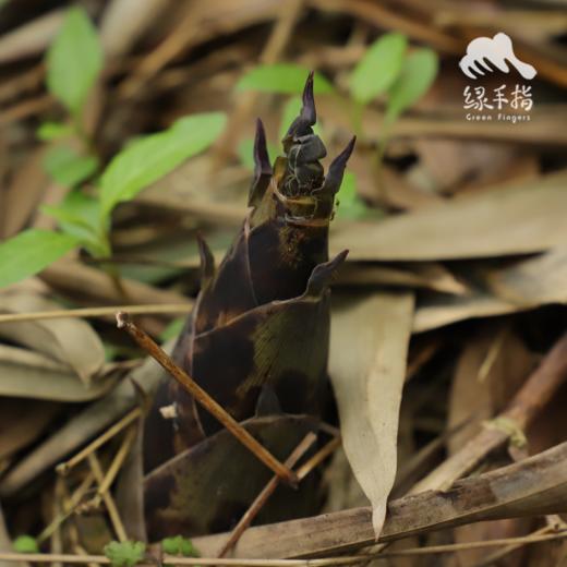 生态雷竹笋 | 合作生产* Ecological Thunder Bamboo Shoots | Coproduction 商品图4