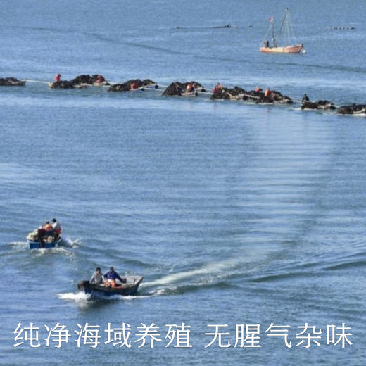 南食召 有机裙带菜  商品图3