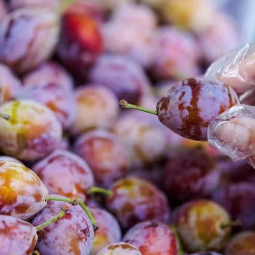 新疆西梅汁 不加糖不加水 10袋/箱（150ml/袋） 商品图4