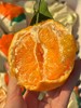 金马鹿耙耙柑大件礼盒装   柑橘 纯甜 味浓 皮薄 商品缩略图1