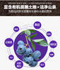 YXG 有机蓝莓干150克/袋 商品缩略图2
