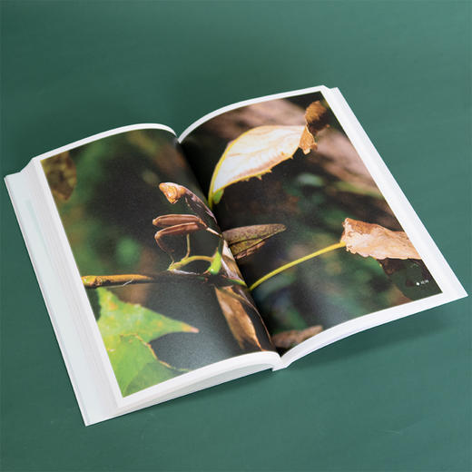 《神奇的昆虫世界》 商品图5