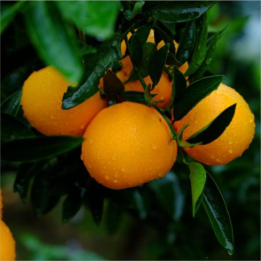 正宗湖北秭归伦晚橙5斤装/9斤装 商品图0