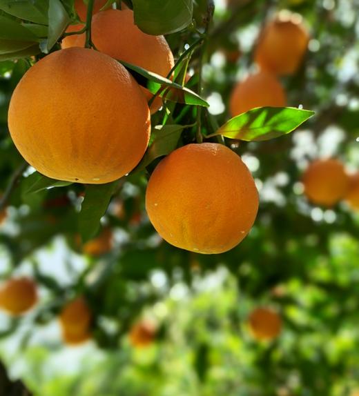 正宗湖北秭归伦晚橙5斤装/9斤装 商品图1