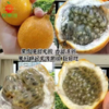 【掌柜推荐】西双版纳热情果 纯甜无酸 1个约110g 商品缩略图0