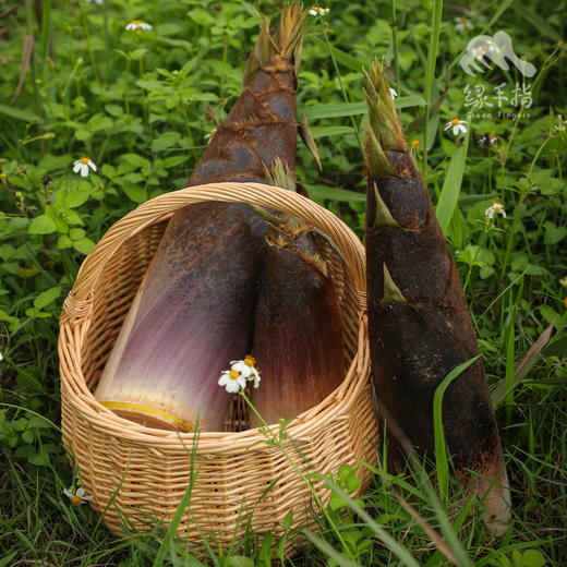 生态春笋（毛竹笋） | 绿家自产* Ecological Bamboo Shoots | In-House Production 商品图1