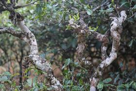 易武正山2026-1000克-晒青绿茶