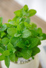 薄荷盆栽 商品缩略图1