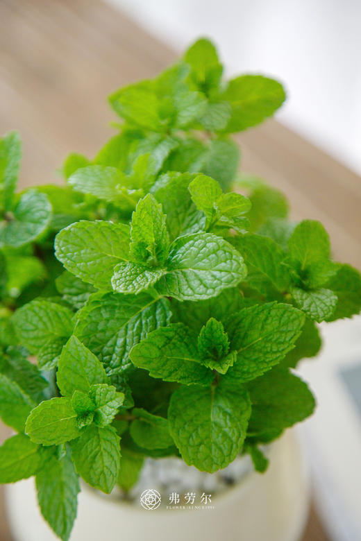 薄荷盆栽 商品图1