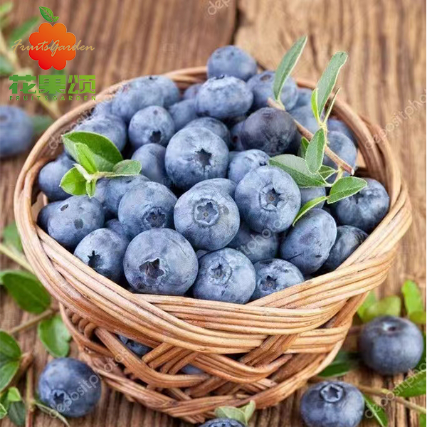 【护眼神器】云南花香蓝莓一盒 18mm 约125g