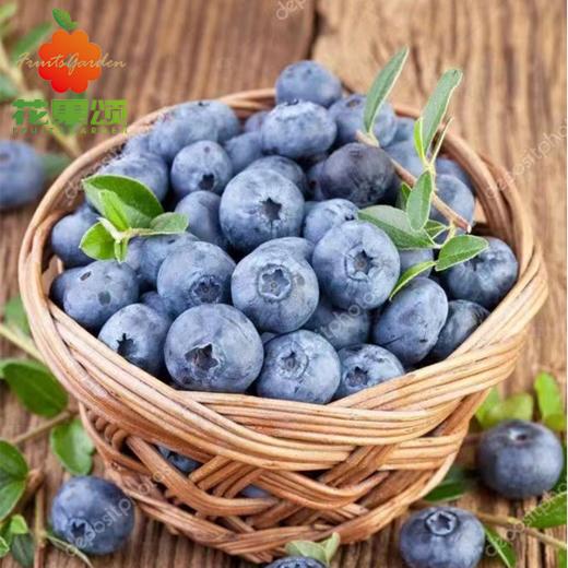 【护眼神器】云南蓝莓 15mm+ 一盒 约125g/盒 商品图0