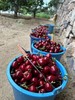 大连大樱桃 商品缩略图4
