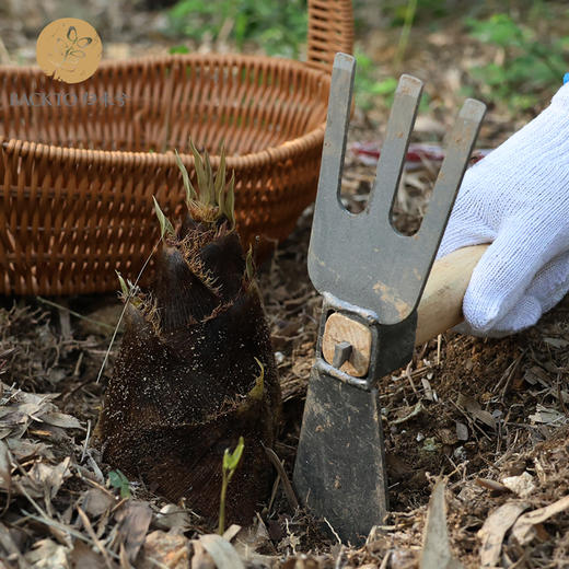 生态竹笋（春笋） 600g/份  全国配送（偏远地区除外） 商品图3