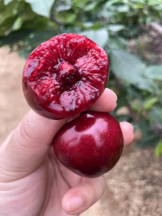 大连大樱桃 商品图2