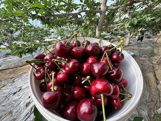 大连大樱桃 商品图1