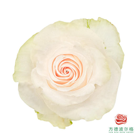 嘉荷单头-缦纱 10枝一扎 商品图0