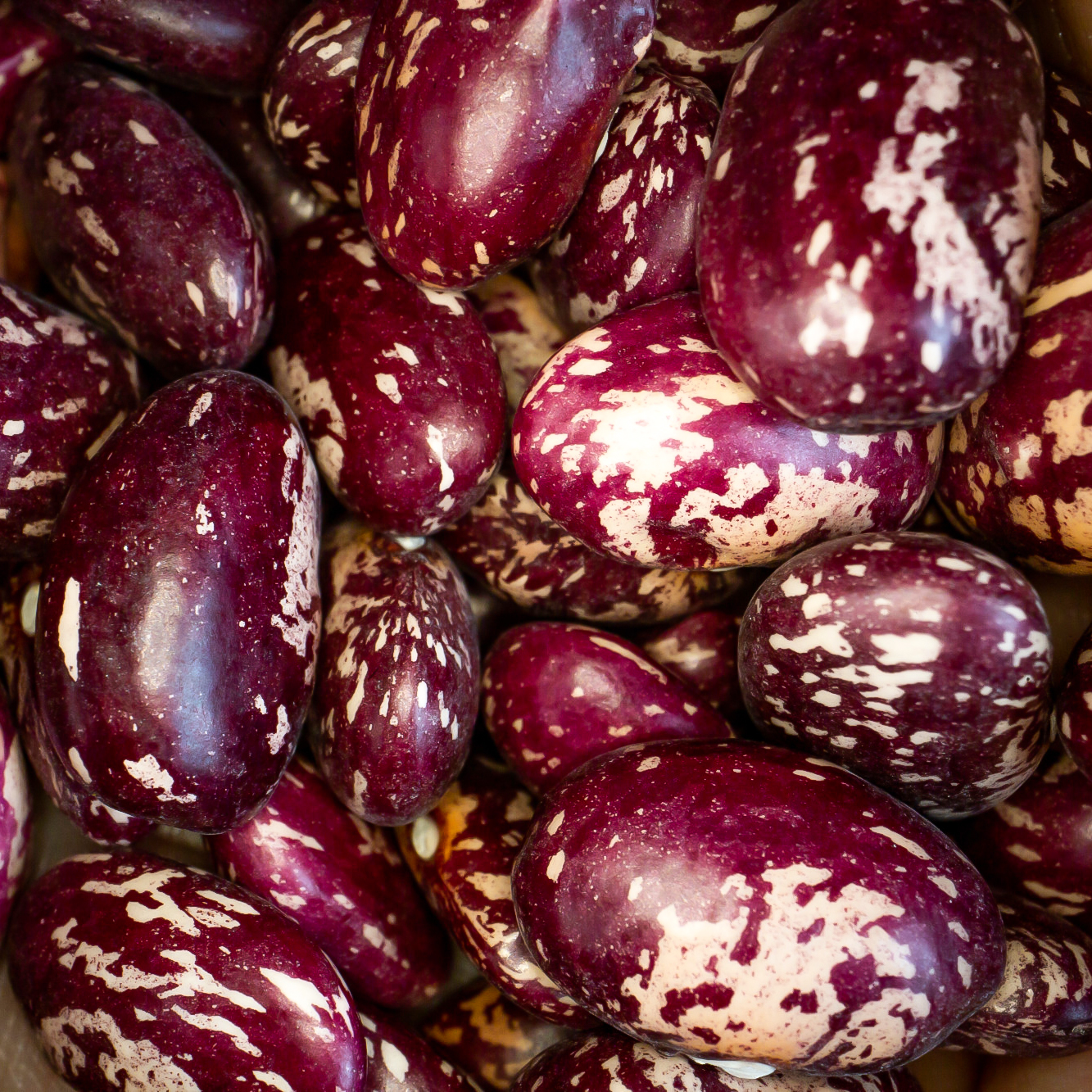 云南金丝豆新货农家红花豆孔雀豆紫花芸豆老品种豆子500g/袋