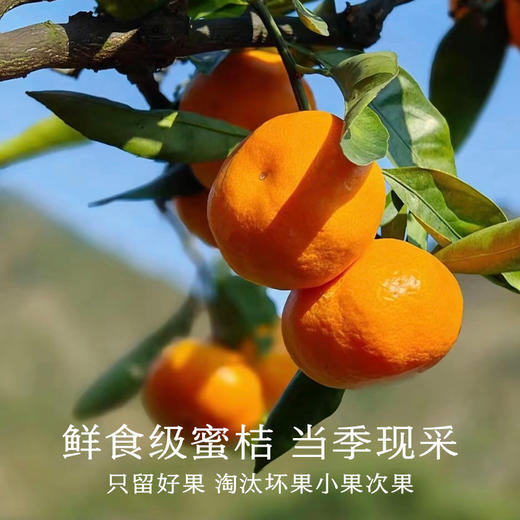 南食召 本真橘子罐头 商品图2