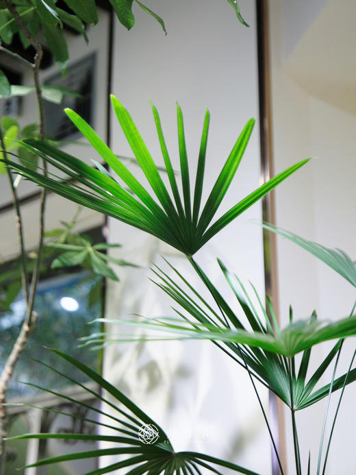 金山棕竹（小） 商品图2