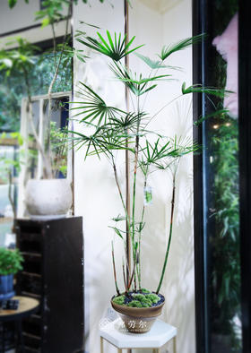 金山棕竹（小）