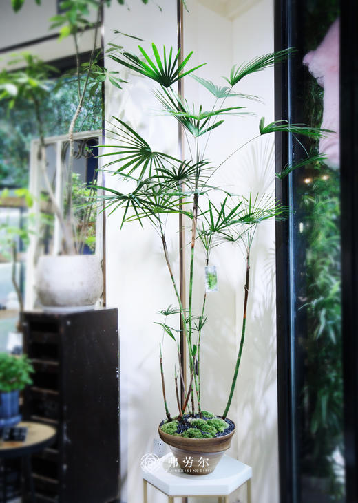 金山棕竹（小） 商品图0