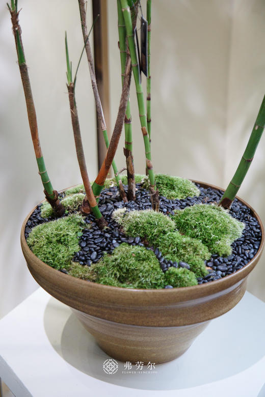 金山棕竹（小） 商品图1