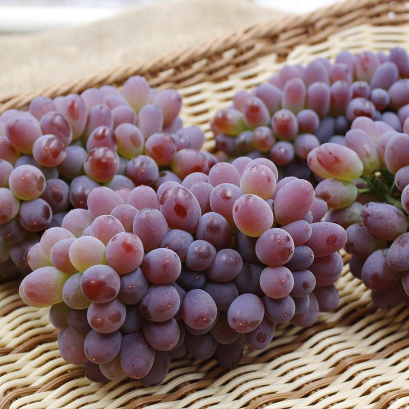 茉莉香葡萄 约500g/份（爆珠般嘎嘣脆）