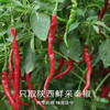 南食召 本真油辣子 商品缩略图2