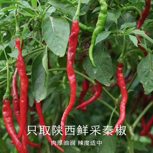 南食召 本真油辣子 商品图2