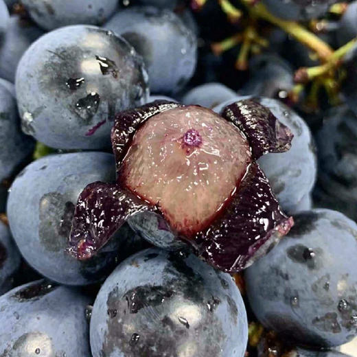 【酸甜可口】蓝莓葡萄 约500g/份 商品图0