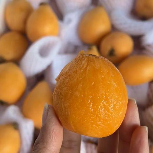 长虹枇杷  口感润田 这个季节枇杷界甜度高的 商品图8