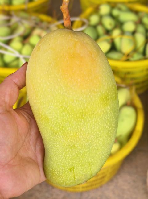 海南金煌芒高山老树老果8.5-9斤/礼盒适合送礼 商品图8